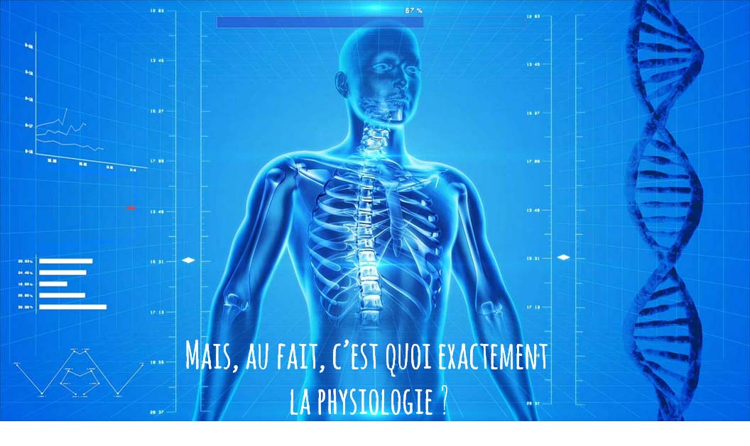 AnatomiePhysiologie Archives  L'aventure Yoga du 33