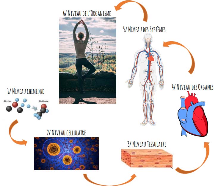 niveaux d'organisation